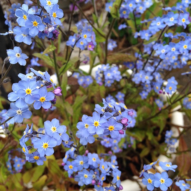 11406896_10153013970138121_1624042712014375925_n