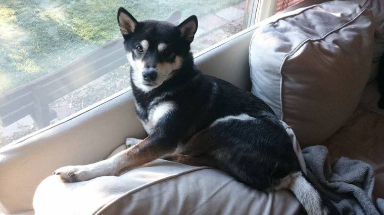 12067796_10153258982583121_1048255936_n