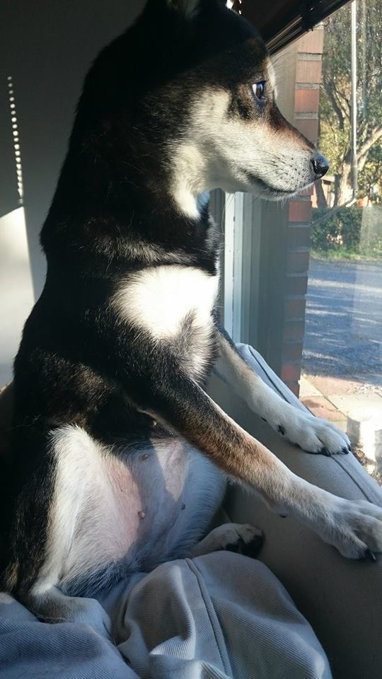 12087492_10153258982643121_829956873_n