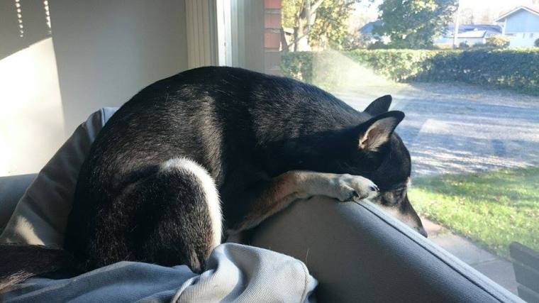 12092226_10153258982478121_704202721_n