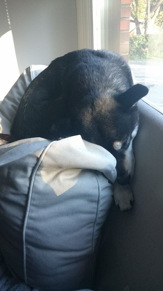 12092412_10153258982538121_314963442_n