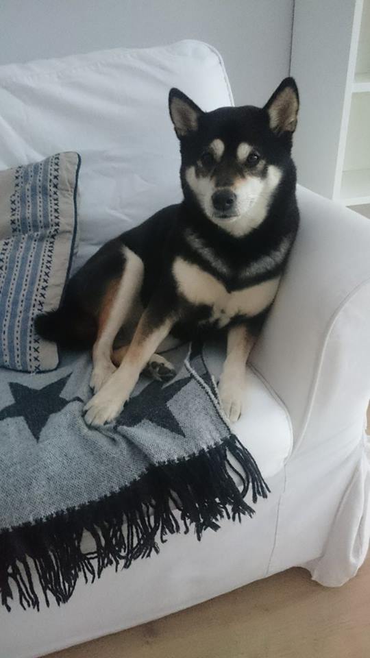 12921181_10153601188398121_1332937581_n