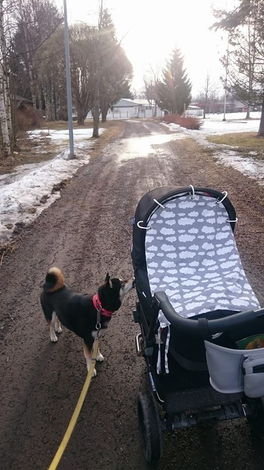 12935241_10153609588023121_204012594_n