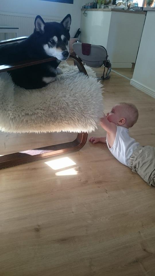 12992847_10153637051218121_92267026_n