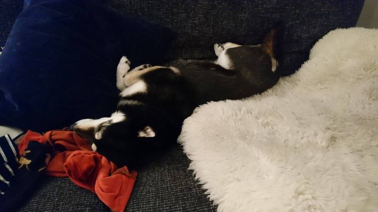 14895558_10154145814233121_382096283_o