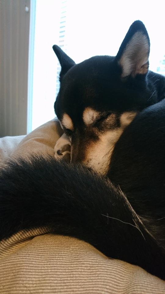 16118529_10154380766188121_1348713798_n