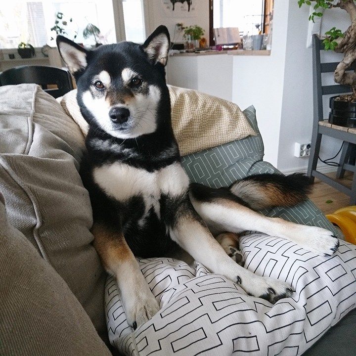 18742097_10154762952808121_988404281_n